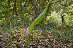 Curcuma neilgherrensis